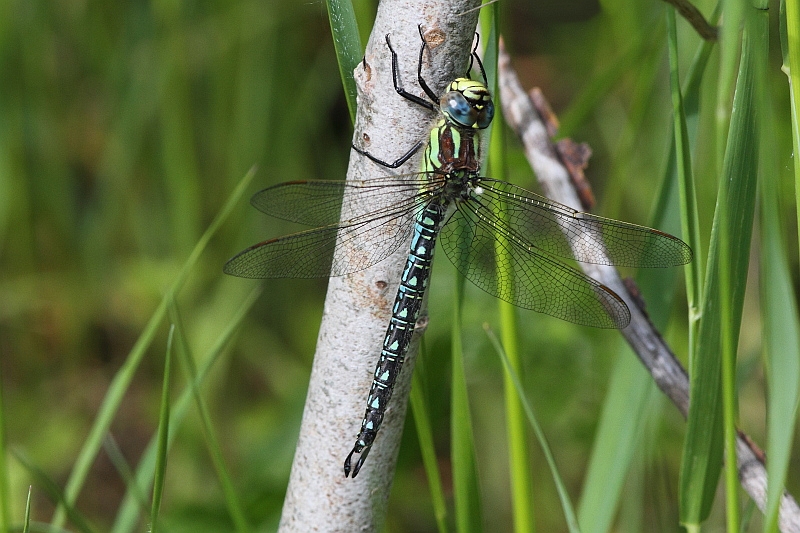 J01_2795 Brachytron pratense.JPG